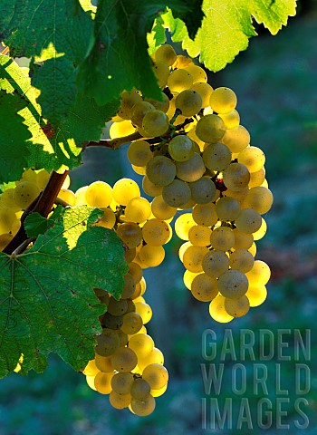 Bunch_of_grapes_in_summer_Chardonnay_grape_variety_AOC_Ctes_du_Jura_vineyard_France