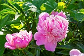 Herbaceous peony, Paeonia lactiflora Souvenir de Gaspard Calot, flowers