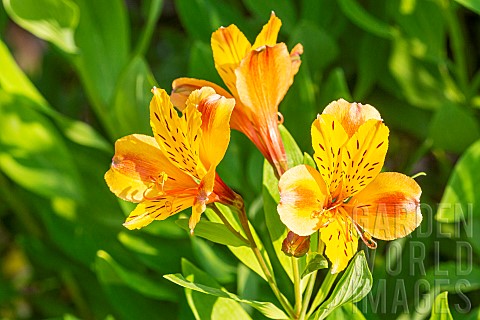 Peruvian_Lily_Alstroemeria_Brianon_flowers