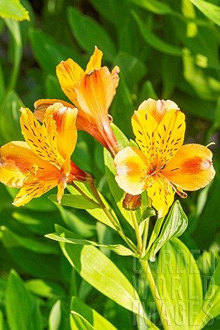 Peruvian_Lily_Alstroemeria_Brianon_flowers
