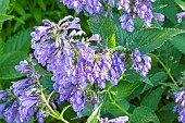 Siberian catmint, Nepeta sibirica, flowers