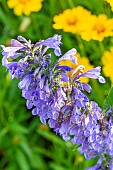 Siberian catmint, Nepeta sibirica, flowers