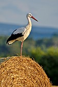 White Stork (Ciconia ciconia) perched on a bale of straw, Doubs, France