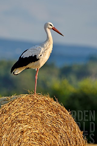 White_Stork_Ciconia_ciconia_perched_on_a_bale_of_straw_Doubs_France