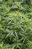 Chinese mugwort (Artemisia verlotiorum), Bouches-du-Rhone, France