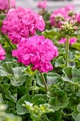 Zonal geranium (Pelargonium x hortorum)