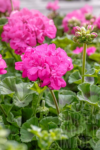 Zonal_geranium_Pelargonium_x_hortorum