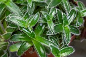 Pussy ears (Cyanotis somaliensis), foliage