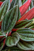 Peperomia Rosso