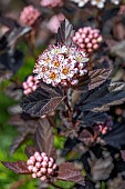 Ninebark (Physocarpus opulifolius) Diabolo (= Diablo)