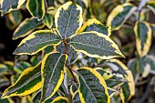 Elaeagnus (Elaeagnus x submacrophylla = Elaeagnus x ebbingei) Viveleg