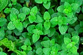 Leaves of Lesser Calament (Clinopodium nepeta), Hérault, France