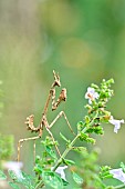 Conehead Mantis (Empusa pennata) on a stem of Lesser Calamint (Clinopodium nepeta), Hérault, France