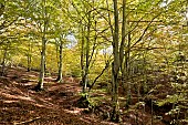 Beech forest (Fagus sylvatica) in autumn in the Forêt de Rosis, Massif du Caroux et de lEspinou, Hérault, France