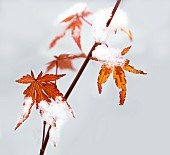 Japanese maple leaves in autumn snow, Vosges du Nord Regional Nature Park, France