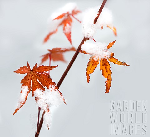 Japanese_maple_leaves_in_autumn_snow_Vosges_du_Nord_Regional_Nature_Park_France