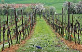 Vineyard in Alsace in early spring to promote biodiversity, Vosges du Nord Regional Nature Park, France