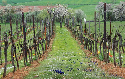Vineyard_in_Alsace_in_early_spring_to_promote_biodiversity_Vosges_du_Nord_Regional_Nature_Park_Franc