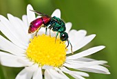 Cuckoo wasp (Chrysura trimaculata) on daisy, Vosges du Nord Regional Nature Park, France