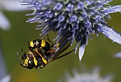 Ornate Tailed Digger Wasp (Cerceris rybyensis) eating a small bee, Vosges du Nord Regional Nature Park, France