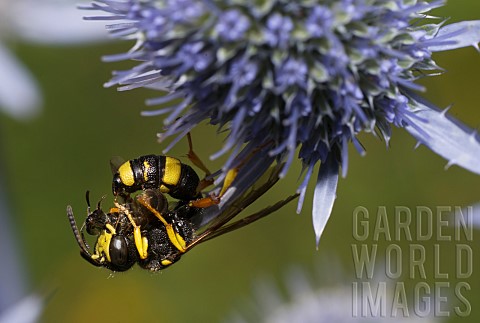 Ornate_Tailed_Digger_Wasp_Cerceris_rybyensis_eating_a_small_bee_Vosges_du_Nord_Regional_Nature_Park_