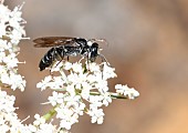 Female burrowing wasp (Tachysphex unicolor) on an umbelliferous plant, Vosges du Nord Regional Nature Park, France