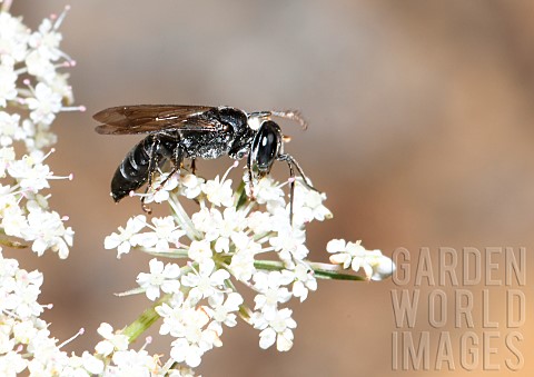 Female_burrowing_wasp_Tachysphex_unicolor_on_an_umbelliferous_plant_Vosges_du_Nord_Regional_Nature_P