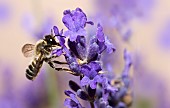 Leaf-cutting bee (Megachile ericetorum) male on lavender, Vosges du Nord Regional Nature Park, France