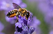 Leaf cutter bee (Megachile willughbiella) female on lavender Parc naturel régional des Vosges du Nord, France