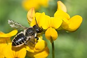 Leaf cutter bee (Megachile willughbiella) female on birdsfoot trefoil, Vosges du Nord Regional Nature Park, France