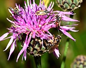 Stink bugs (Grypocoris stysi), bees and beetles on Saw-wort (Serratula tinctorius), Vosges du Nord Regional Nature Park, France