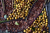 Land-art on the ground, seeds, garden, Belfort, Territoire de Belfort, France