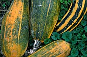 Zucchini (Cucurbita pepo), garden, Belfort, Territoire de Belfort, France