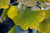 Ginkgo biloba, mas tree, leaf in autumn, garden, Belfort, Territoire de Belfort, France