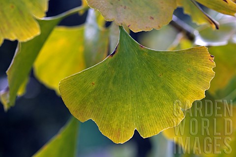 Ginkgo_biloba_mas_tree_leaf_in_autumn_garden_Belfort_Territoire_de_Belfort_France