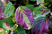 Cornus sanguinea, leaves in autumn, hedge,, garden, Belfort, Territoire de Belfort, France