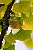 Ginkgo biloba, female tree, leaves and ovule in autumn, garden, Belfort, Territoire de Belfort, France