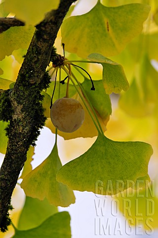 Ginkgo_biloba_female_tree_leaves_and_ovule_in_autumn_garden_Belfort_Territoire_de_Belfort_France