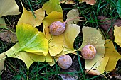 Ginkgo biloba, female tree, female tree, leaves and ovules fallen on the ground in autumn, garden, Belfort, Territoire de Belfort, France