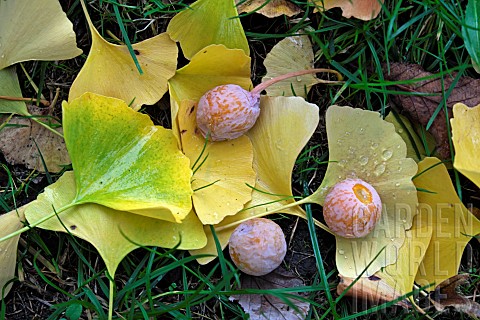 Ginkgo_biloba_female_tree_female_tree_leaves_and_ovules_fallen_on_the_ground_in_autumn_garden_Belfor