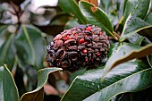 Large-flowered magnolia (Magnolia grandiflora), fruit, Parc de lOrangerie, Neustadt listed as World Heritage by UNESCO, Strasbourg, Bas Rhin, France