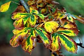 Common chestnut (Aesculus hippocastanum), autumn foliage, park, Belfort, Territoire de Belfort, France