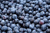 Basket, Blueberry harvest (Vaccinium corymbosum), the Verger sur la Côte, Petitmagny, Territoire de Belfort, France