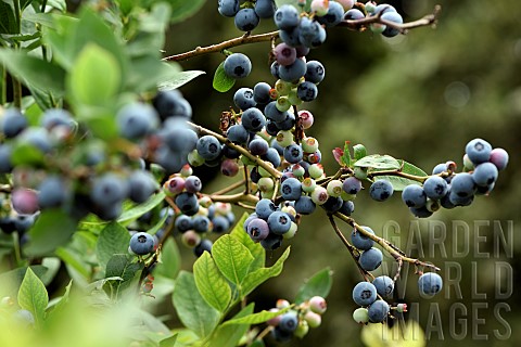 Branches_Blueberry_Vaccinium_corymbosum_the_Verger_sur_la_Cte_Petitmagny_Territoire_de_Belfort_Franc