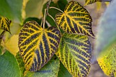 Leaves of Miquel limes(Tilia miqueliana) in autumn