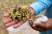 Planting clove trees, harvesting and drying the flowers known as cloves. Worker presenting the flower buds he has just picked. Zanzibar