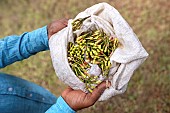 Planting clove trees, harvesting and drying the flowers known as cloves. Worker presenting the flower buds he has just picked. Zanzibar