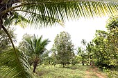 Planting clove trees, harvesting and drying the flowers known as cloves. Typical tree in the centre. Zanzibar