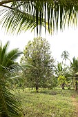 Planting clove trees, harvesting and drying the flowers known as cloves. Typical tree in the centre. Zanzibar