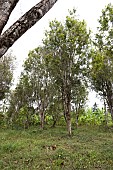 Planting clove trees, harvesting and drying the flowers known as cloves. Typical tree in the centre. Zanzibar